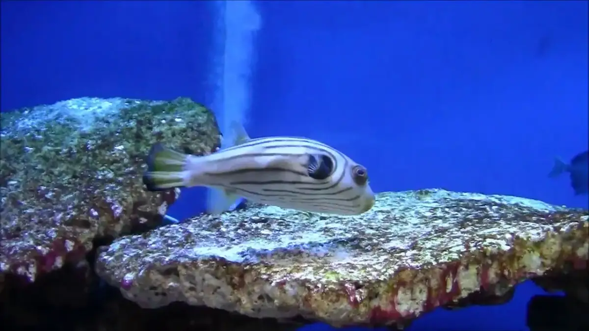 Odkryj niesamowite wideo z oceanarium Kołobrzeg na YouTube