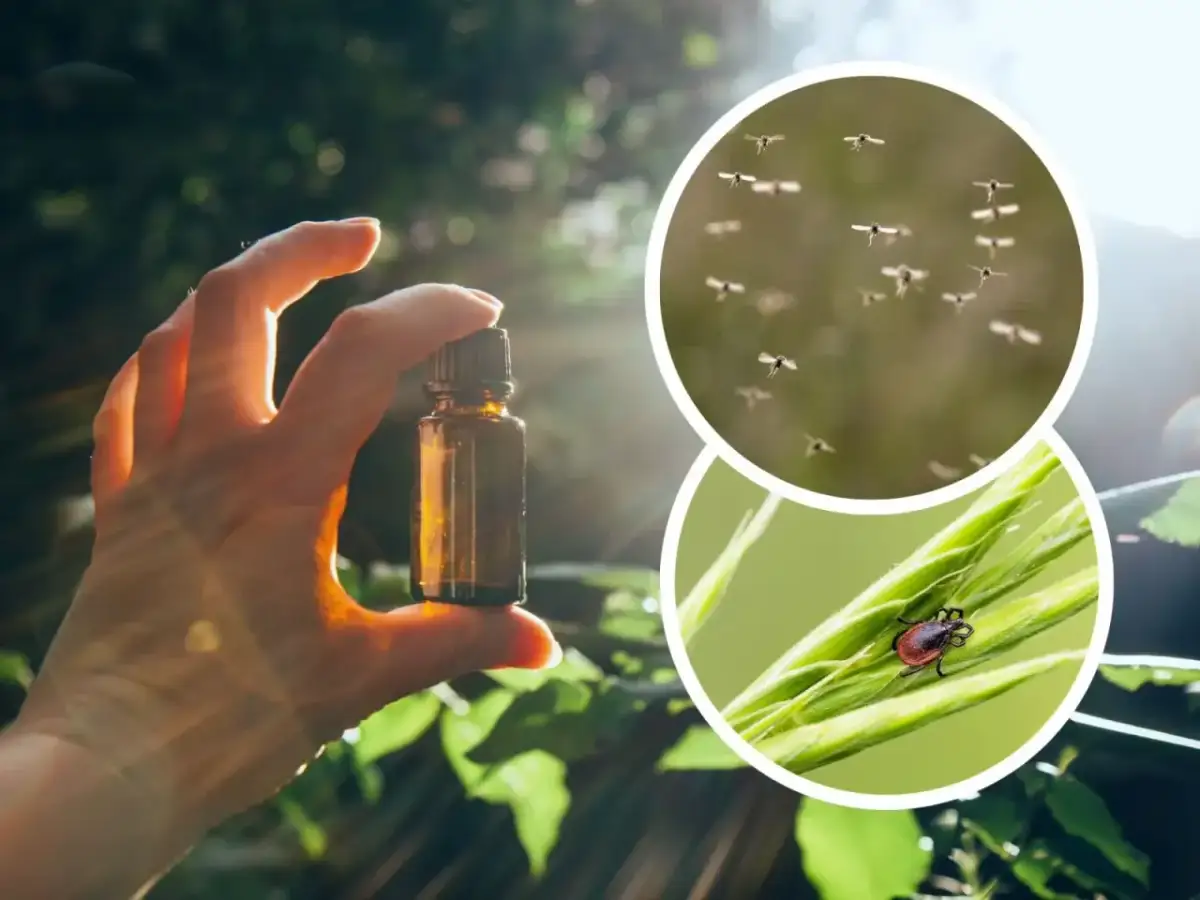 Jakich olejków nie lubią kleszcze? Skuteczne sposoby na ochronę