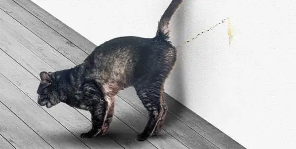 Es bueno castrar a un gato macho para mejorar su salud y comportamiento