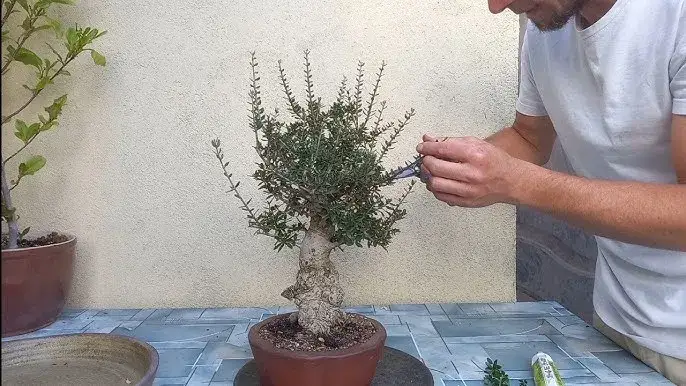 Jak przycinać drzewko oliwne, by uniknąć błędów i cieszyć się zdrowiem rośliny