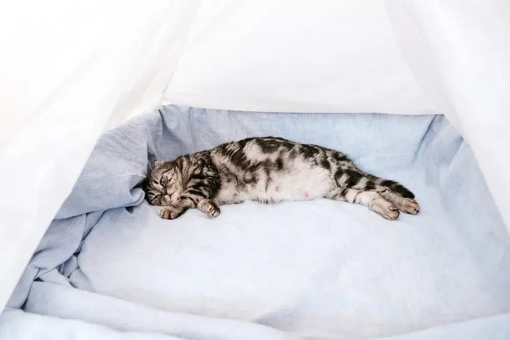 Kiedy kotka może zajść w ciążę po porodzie? Poznaj ważne informacje