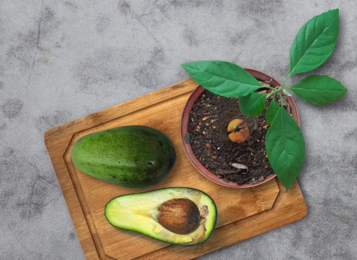Jak uprawiać awokado w domu i uniknąć najczęstszych błędów