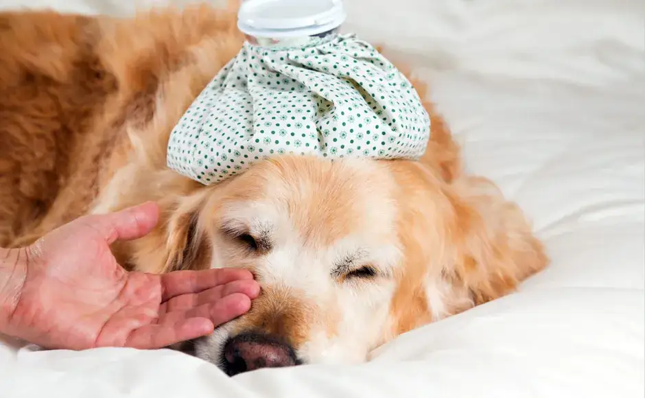 Czy pies może jeść czekoladę? Dowiedz się, dlaczego to niebezpieczne