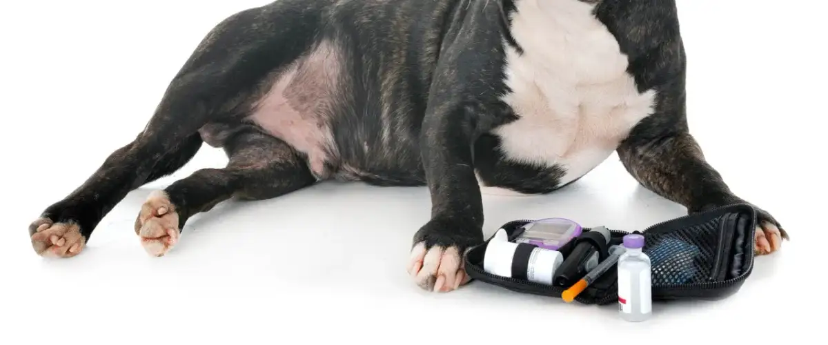 Pies ma hipoglikemię? Jak podać glukozę i uratować życie