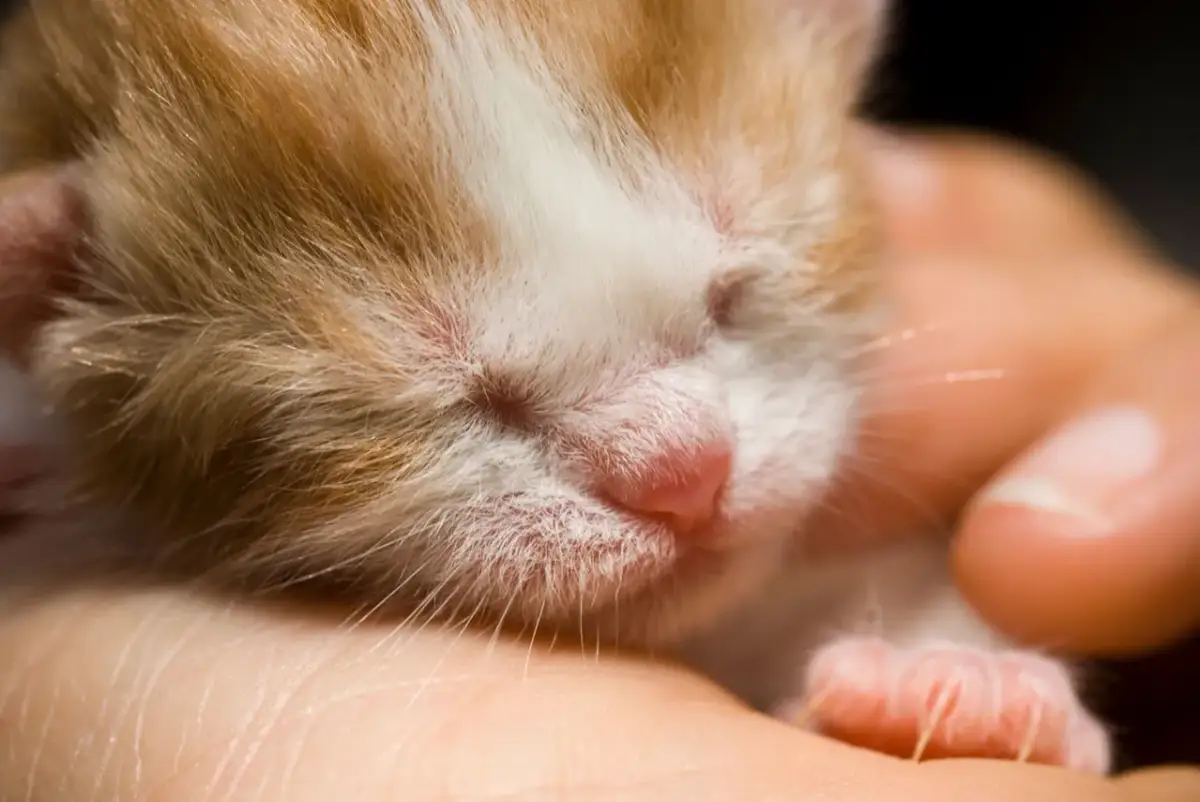 Kiedy odrobaczyć małego kotka, aby zapewnić mu zdrowie i bezpieczeństwo