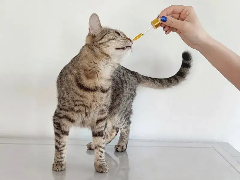 Suplementy dla kota: Kiedy pomagają, a kiedy szkodzą? Poradnik