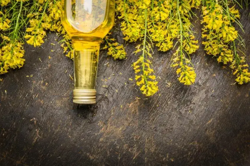 Czy olej rzepakowy to olej roślinny? Odkryj jego właściwości i zastosowanie