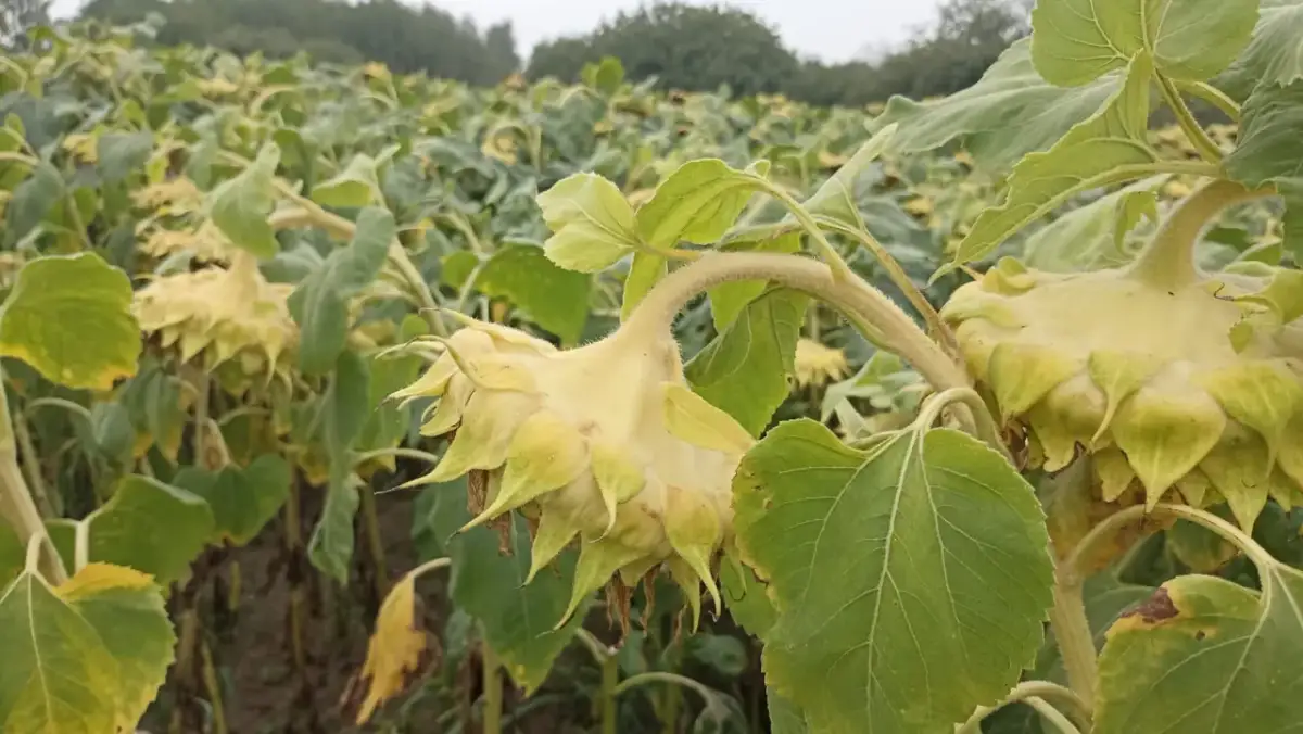 Kiedy jest sezon na słoneczniki? Poznaj najlepszy czas na zbiór