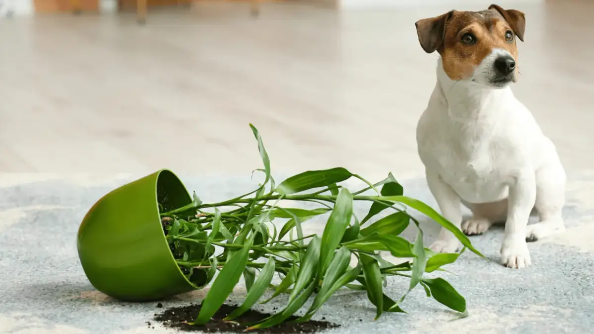 Mój pies dojrzewa: Kiedy, co robić i jak przetrwać bunt?