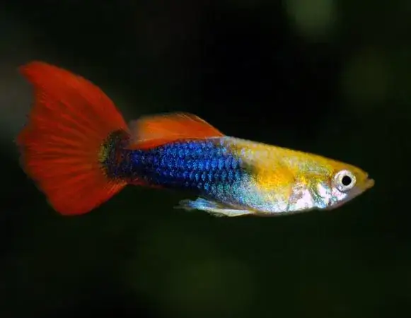 Czym karmić gupiki, aby zapewnić im zdrowie i długie życie?