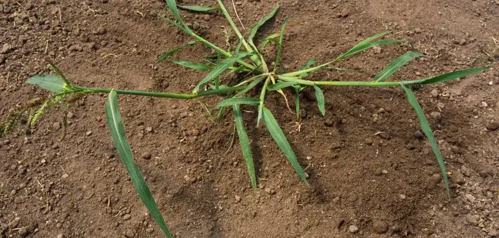 Najgroźniejsze chwasty zbożowe: Identyfikacja i skuteczne zwalczanie