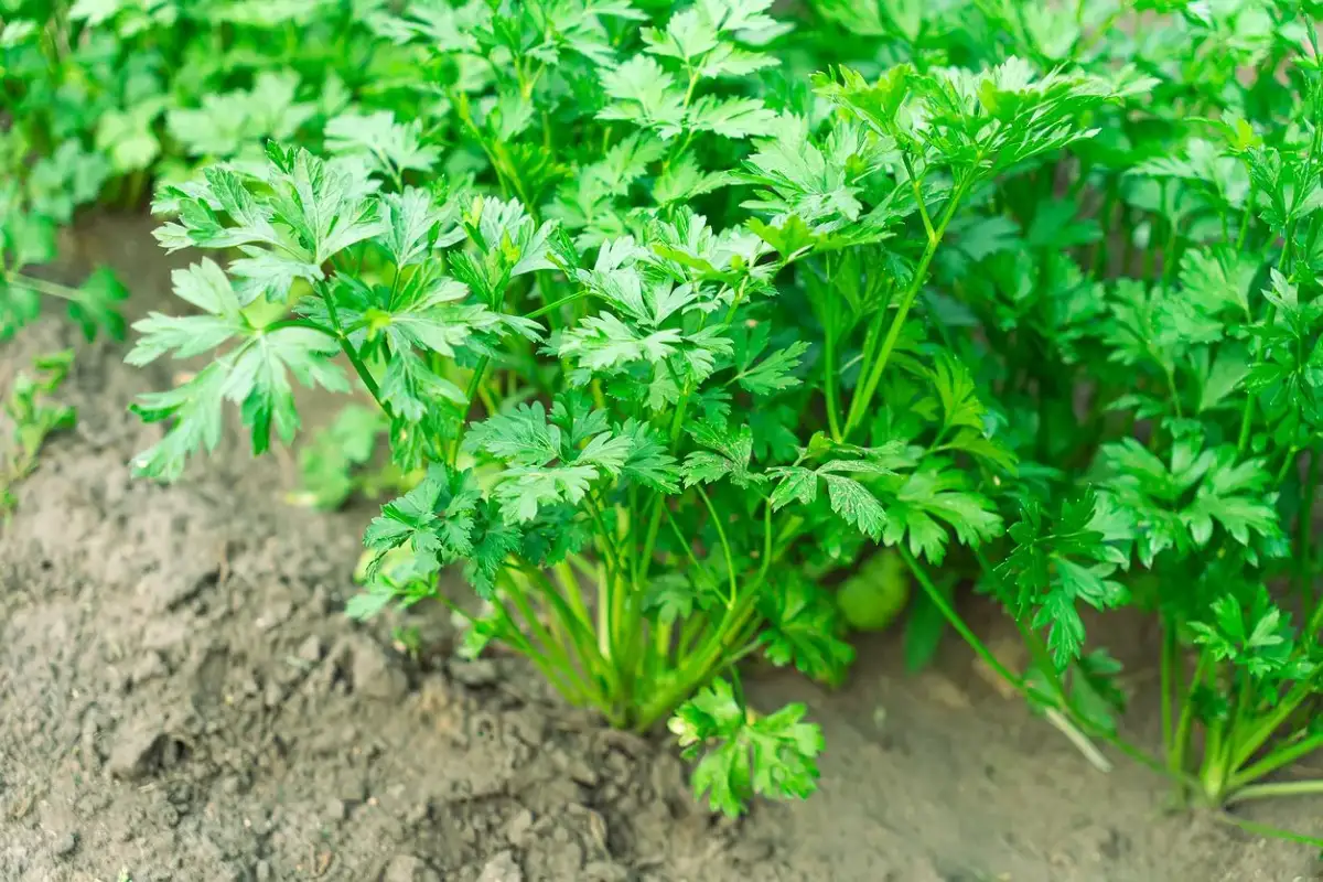 Obok czego siać pietruszkę, aby uniknąć błędów w ogrodzie?