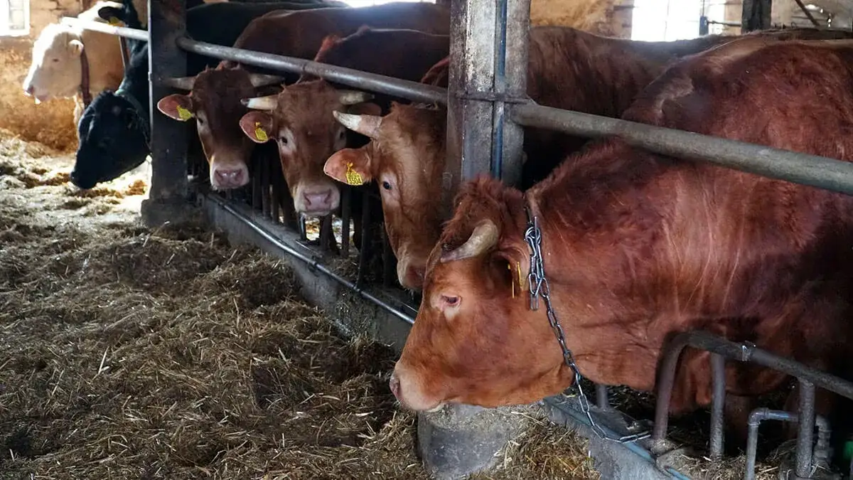 Jakie zboża dla bydła opasowego - uniknij błędów w żywieniu