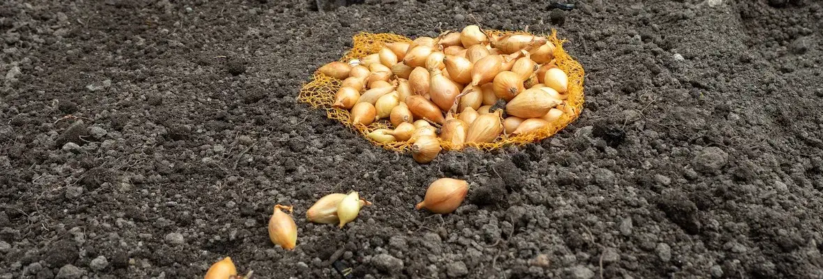 Jak uprawiać cebulę dymkę - proste sposoby na zdrowe plony w ogrodzie