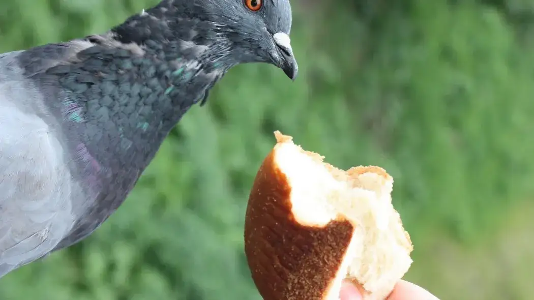 Czy ptaki mogą jeść chleb? Dowiedz się, co im szkodzi i co jeść