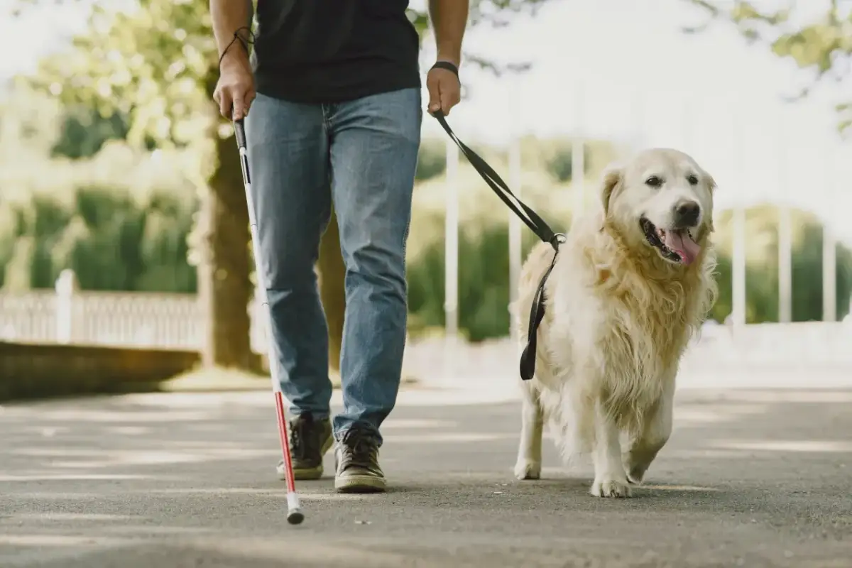 Smycz dla psa, który ciągnie: Jak wybrać i oduczyć szarpania?