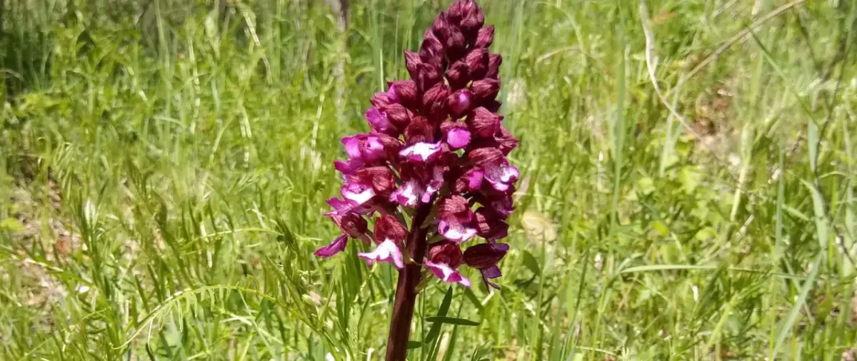 Purpurowa orchidea na tle zielonej łąki. Piękny okaz z rezerwatu przyrody lubelskie.