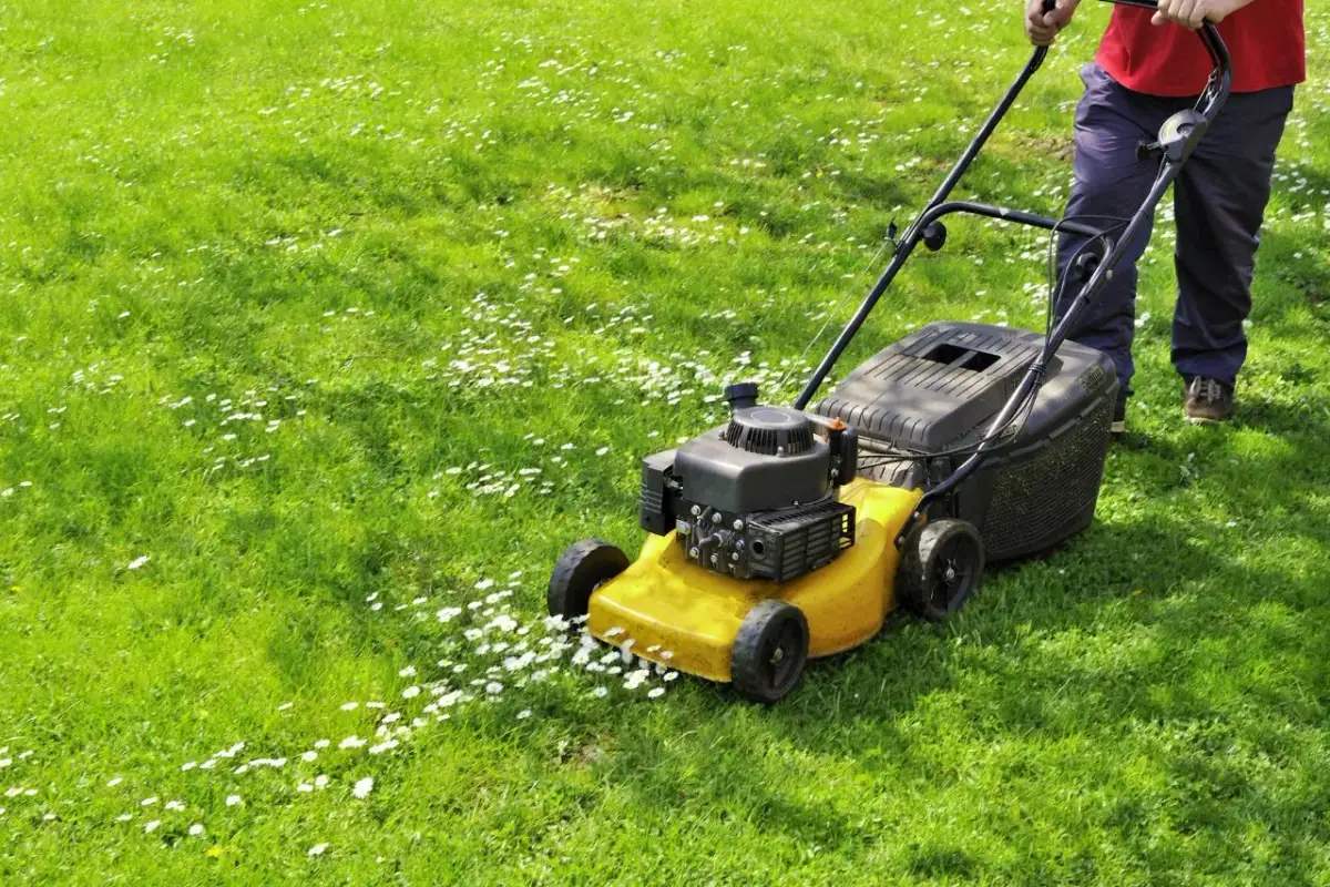 Osoba kosi trawę żółtą kosiarką. W trawie widać stokrotki, co może sugerować zbyt częste koszenie trawy.