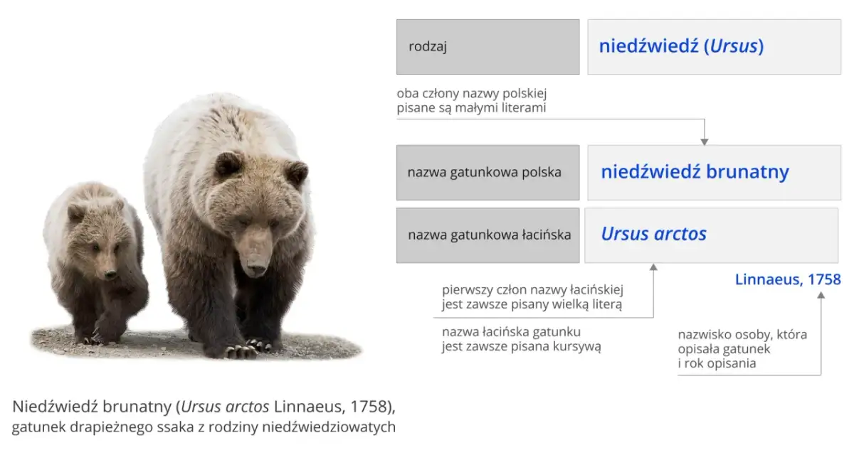 Systematyka w biologii: klucz do zrozumienia różnorodności życia