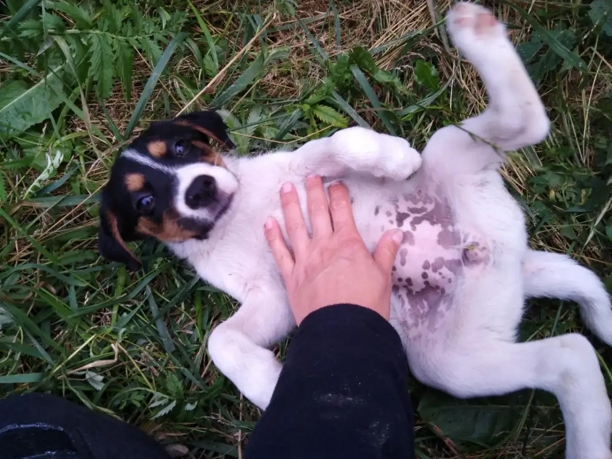 Suka karci szczeniaki: Odróżnij naturalną naukę od agresji
