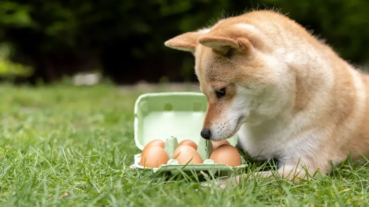 Czy pies może jeść jajko na twardo? Bezpieczne i zdrowe dla psa