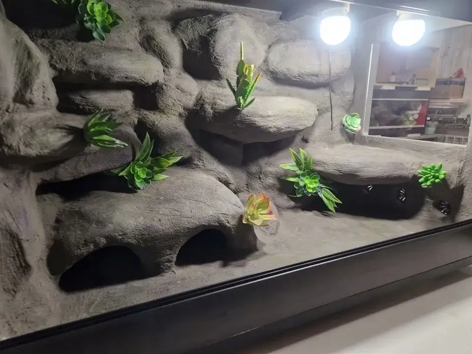 Ile kosztuje terrarium dla gekona? Całkowity koszt [700-1500 zł]