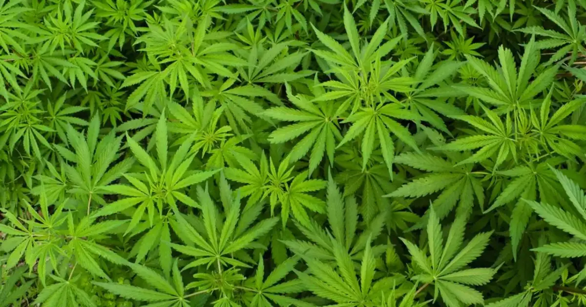 Marihuana: Co musisz wiedzieć o korzyściach, ryzykach i prawie?