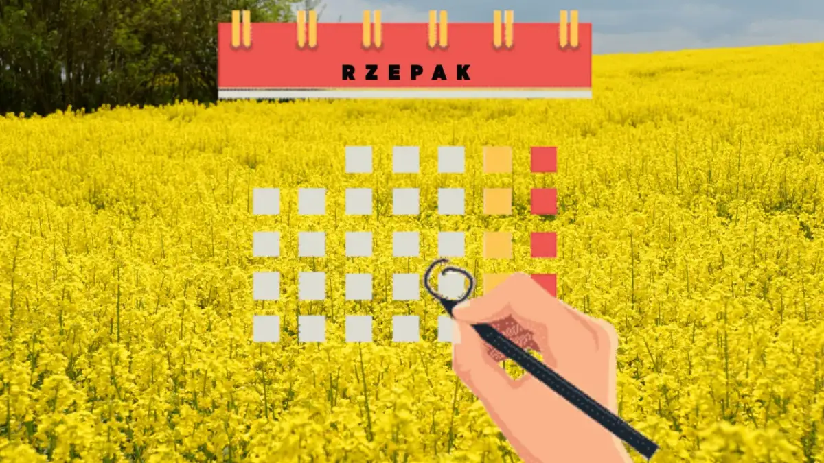 Kiedy sieje się rzepak? Poznaj kluczowe terminy dla najlepszych plonów