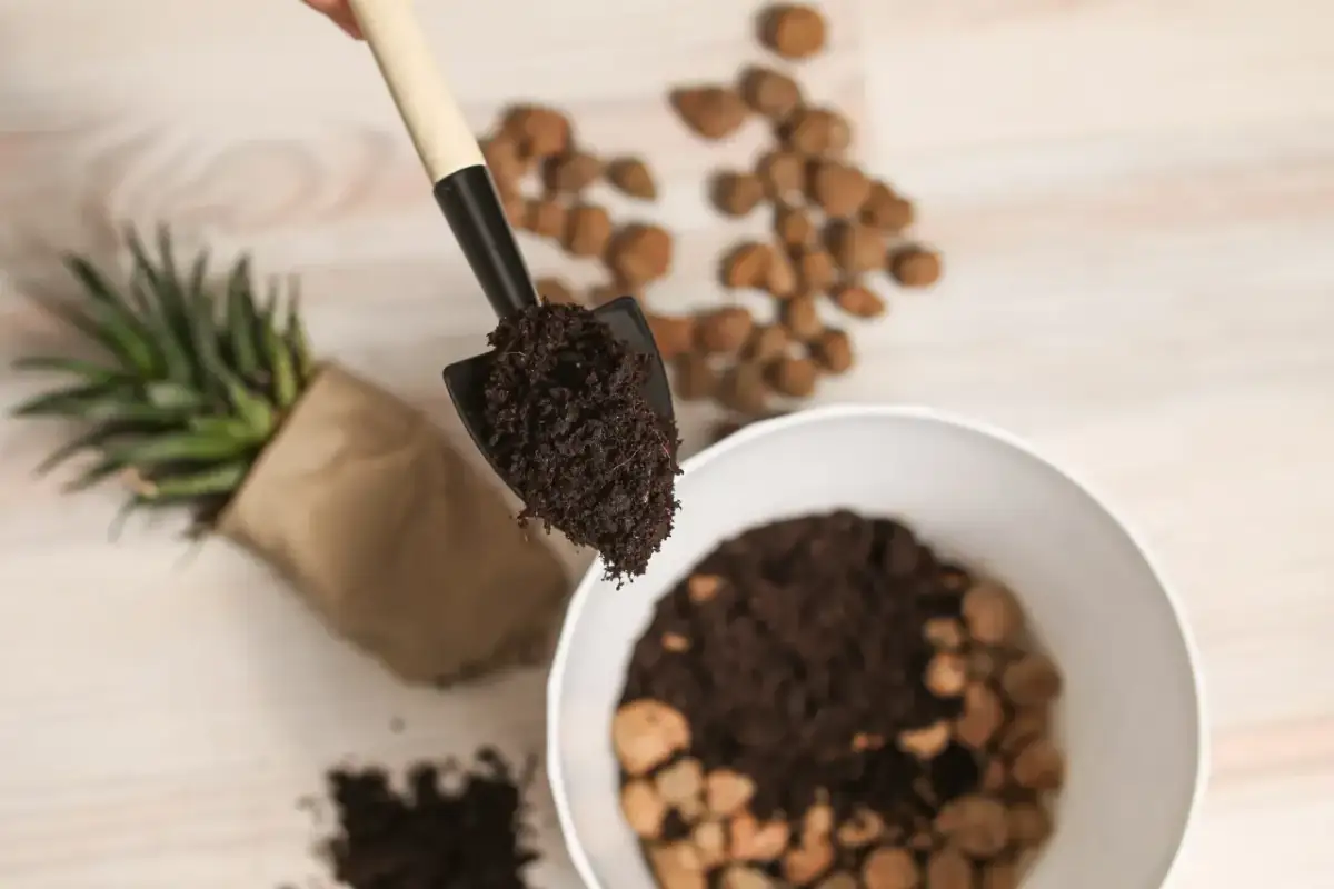 Fusy z kawy do jakich kwiatów doniczkowych - Odkryj ich moc w ogrodzie