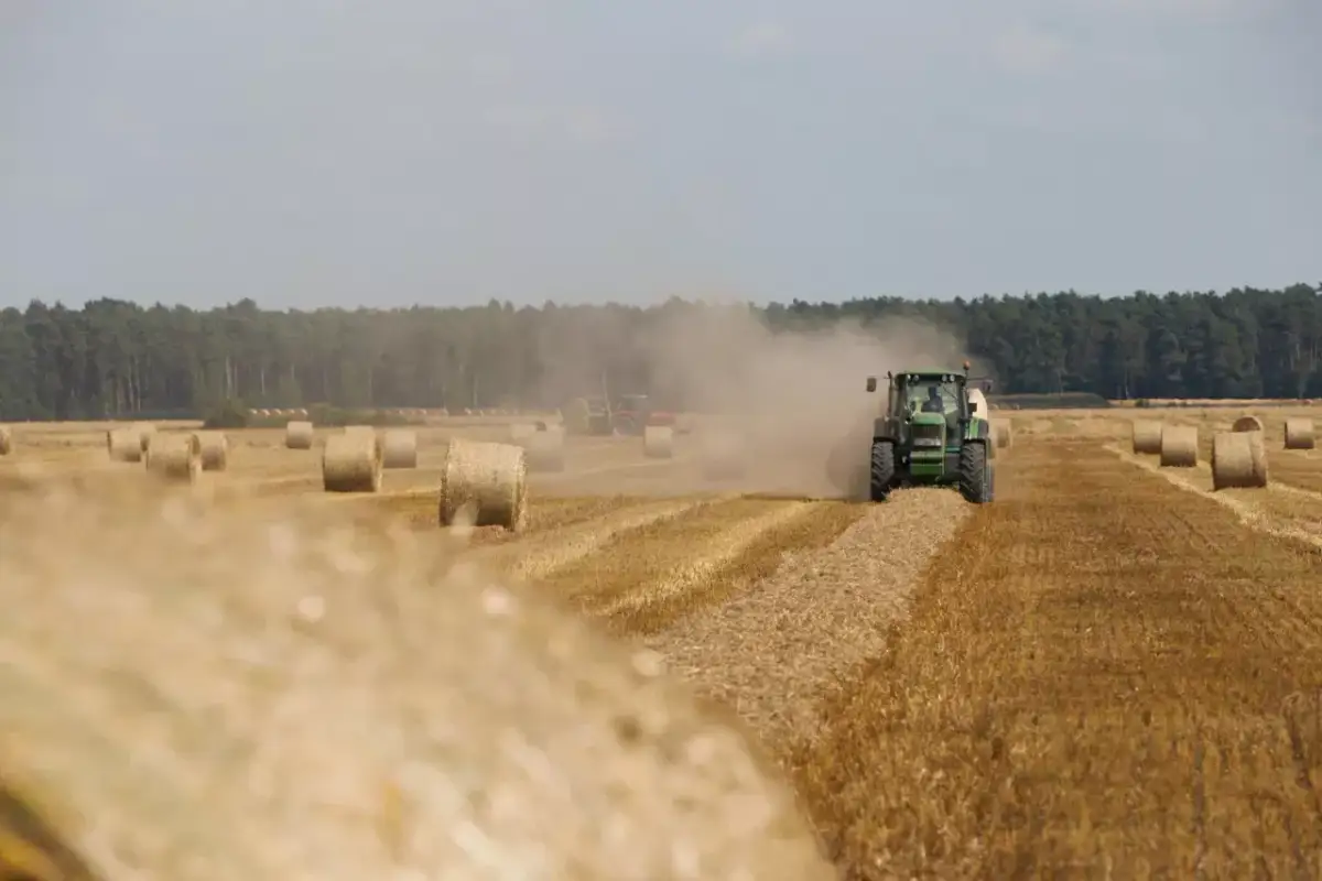 Ile kosztuje kostka siana? Sprawdź ceny i porównaj oferty w Polsce