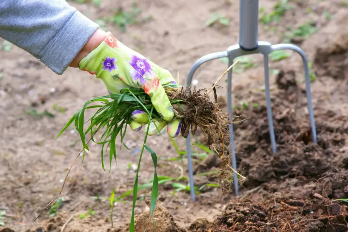 Co siać na perz, aby skutecznie walczyć z trudnym chwastem?