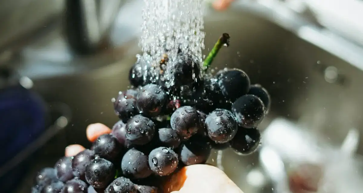 Mycie winogron pod bieżącą wodą. Czy pies może jeść winogrona? Lepiej nie ryzykować, bo są dla nich toksyczne.
