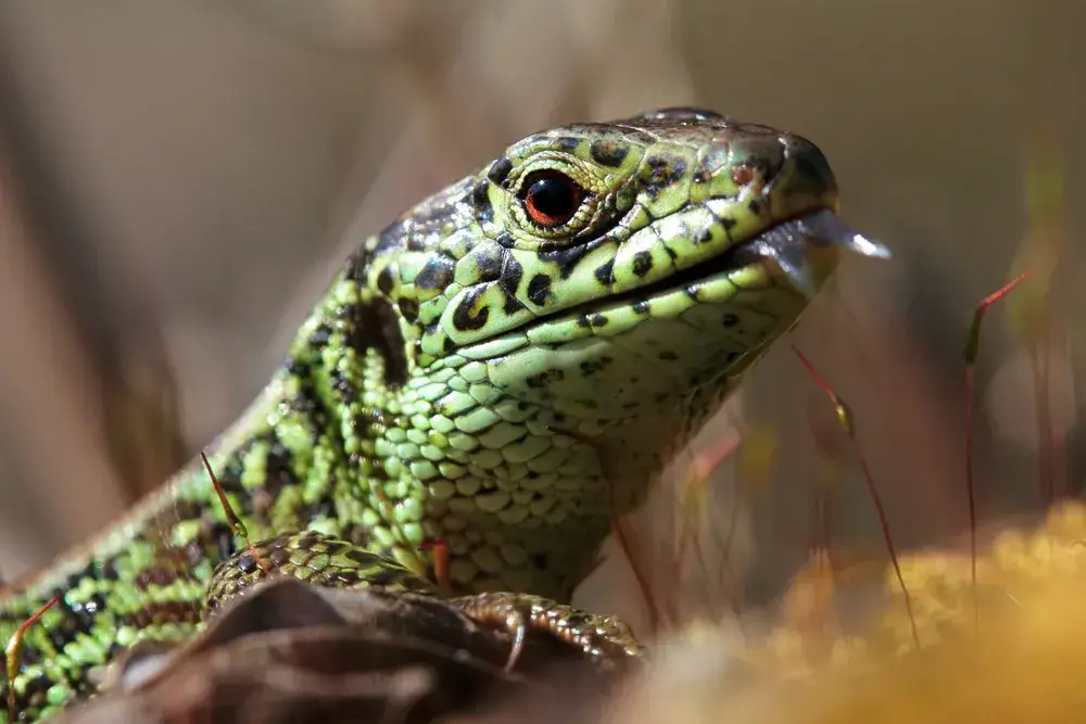 Czy jaszczurka zwinka jest pod ochroną? Sprawdź ważne przepisy!
