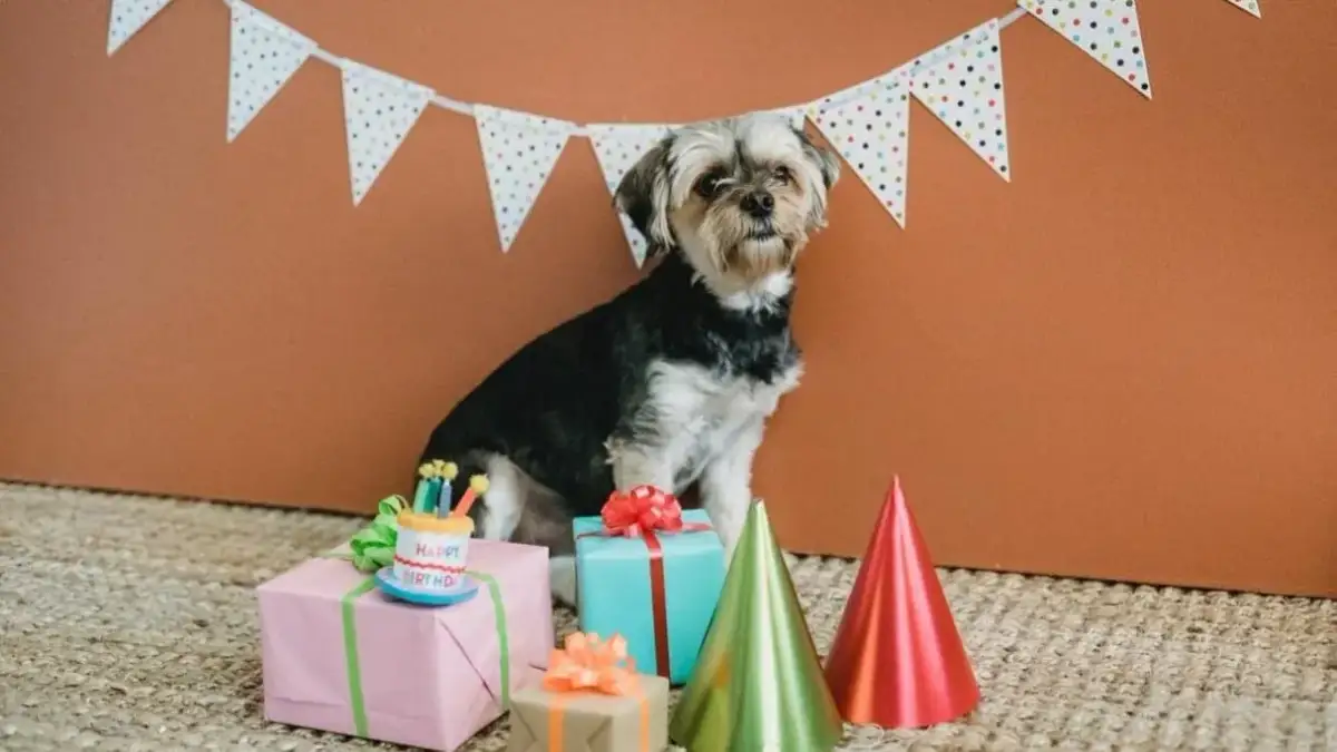 Jak zrobić tort dla psa, który zachwyci Twojego pupila i jest bezpieczny