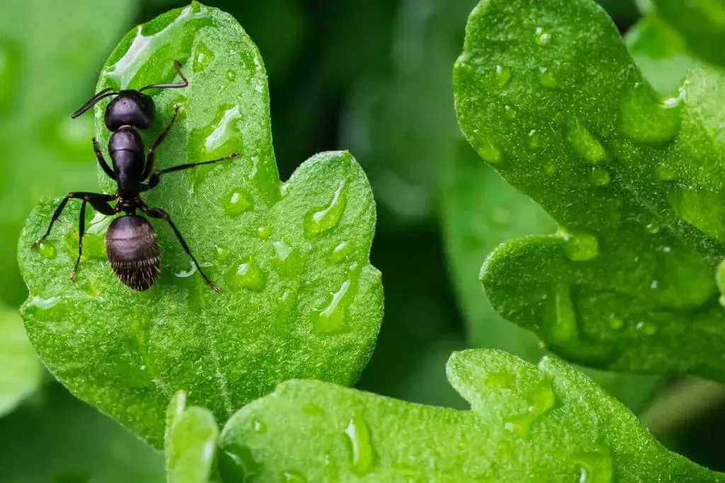 Skuteczne sposoby na pozbycie się mrówek z działki – domowe i ekologiczne metody