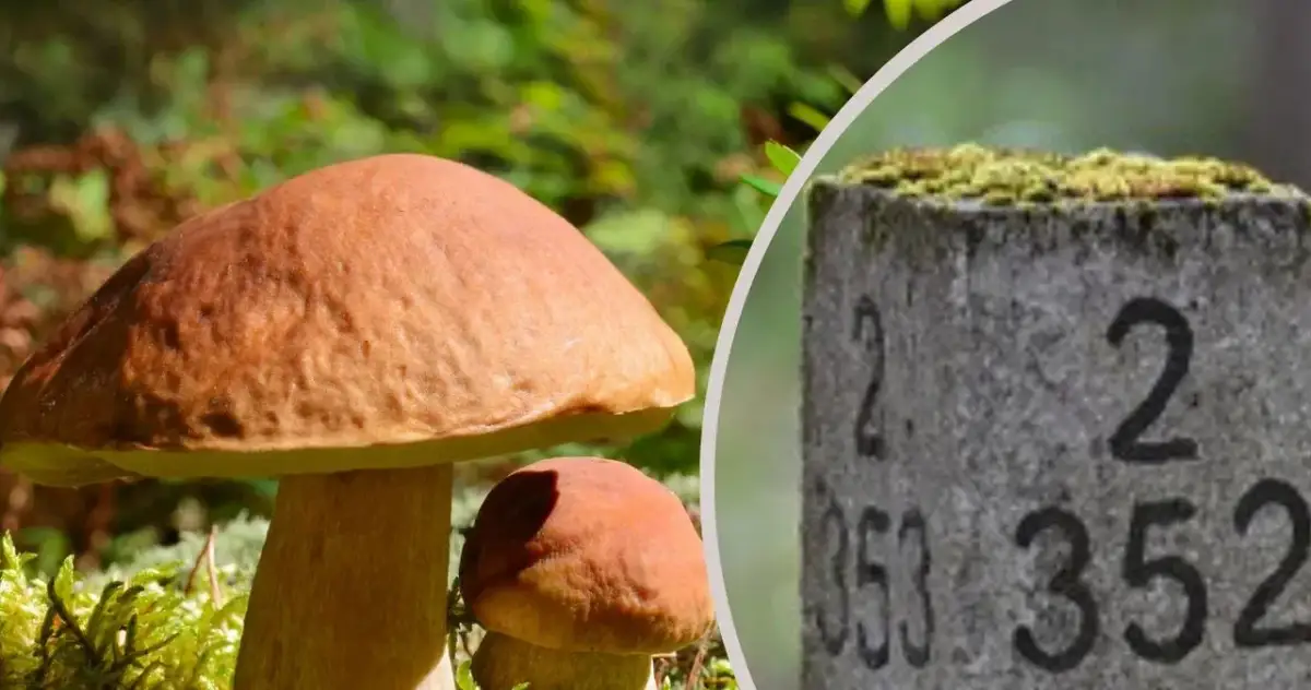 Jak się nie zgubić w lesie – sprawdzone metody na bezpieczne wędrówki