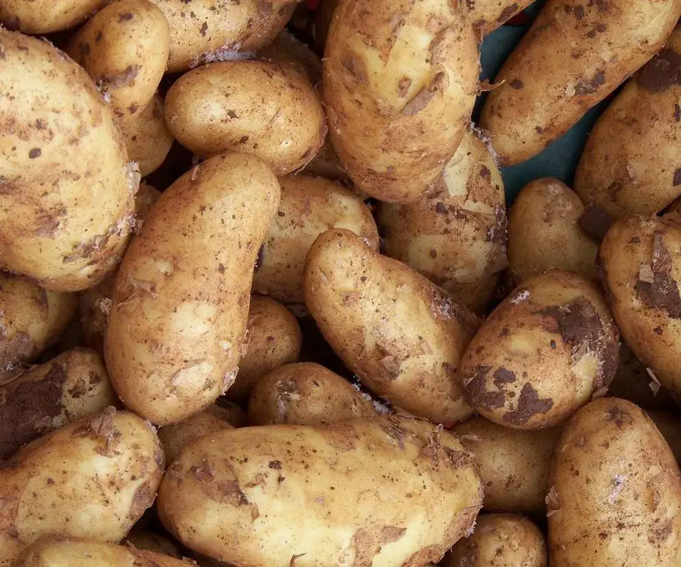 Jakie ziemniaki do sałatki jarzynowej, by uniknąć rozpadania się?