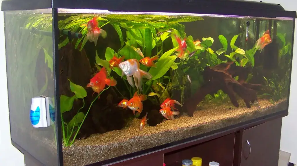 Jakie akwarium dla welonek? Odpowiednie warunki i wymiary