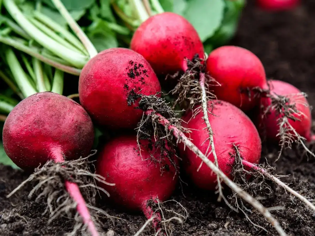 Kiedy siać rzodkiewkę w tunelu, aby uniknąć nieudanych plonów?