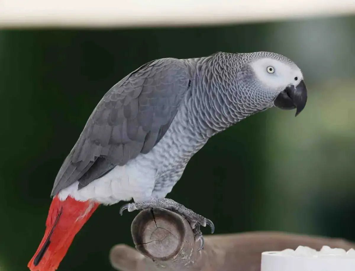 Ile kosztuje papuga żako? Poznaj ukryte koszty!