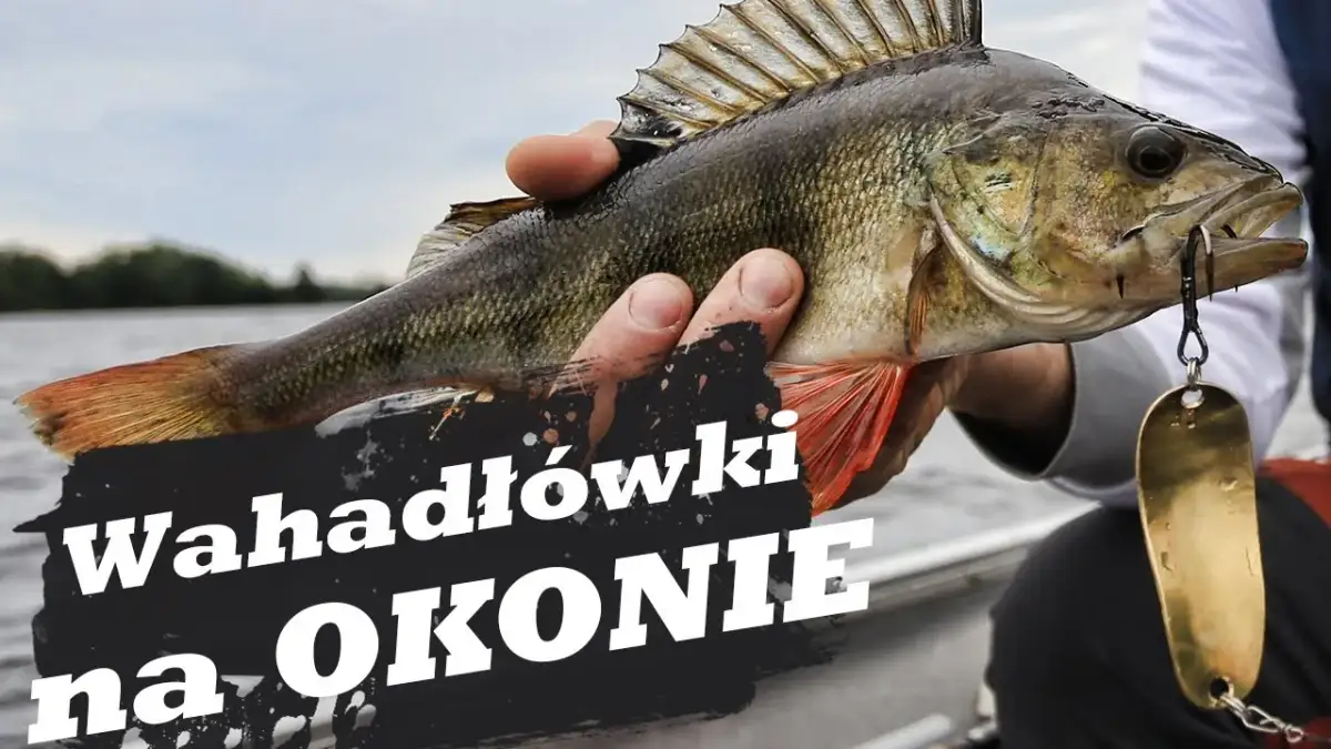 Kiedy sezon na okonia? Poznaj najlepsze miesiące i techniki łowienia