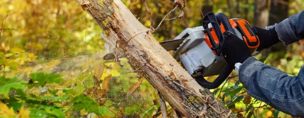 Jak ścinać drzewo, żeby nie spadło na budynek - uniknij kosztownych szkód