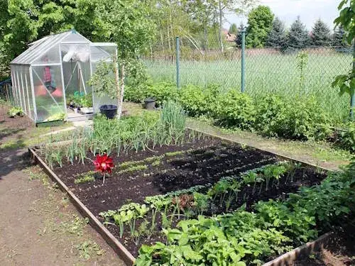 Kiedy nawozić warzywa? Harmonogram i rodzaje nawozów dla obfitych plonów