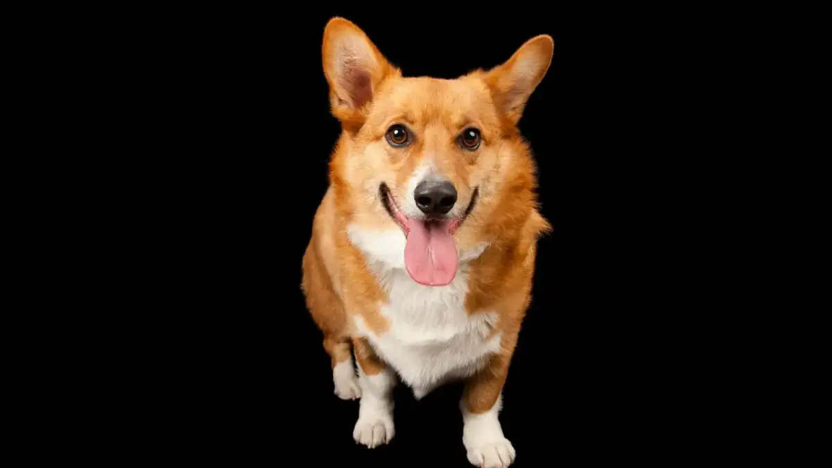 Qué perro elegir: descubre la raza ideal para tu hogar y estilo de vida