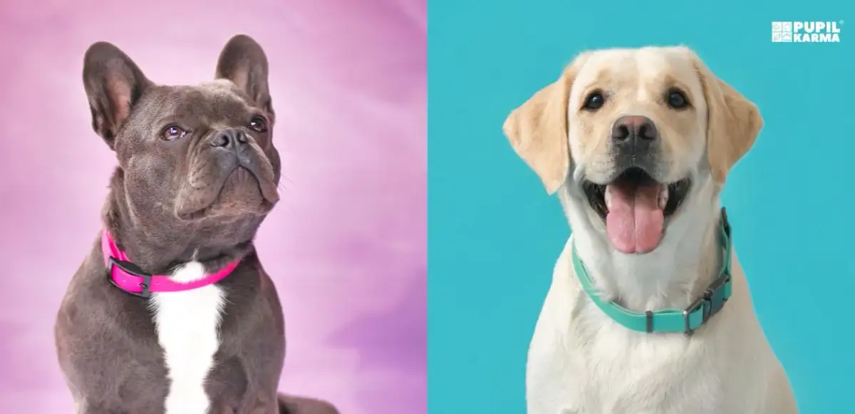 Obroża dla szczeniaka: jak wybrać idealną i bezstresowo przyzwyczaić?