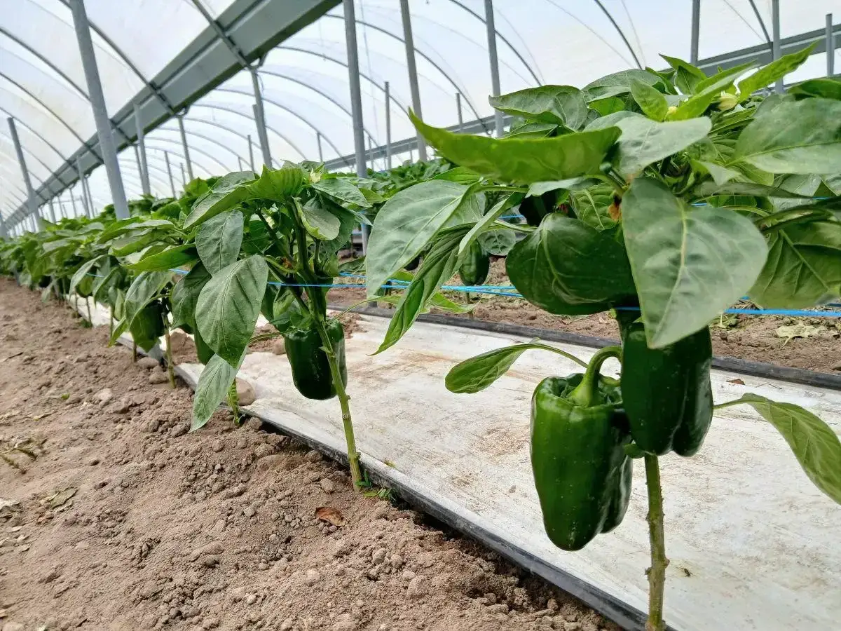 Jak uprawiać paprykę w tunelu – uniknij najczęstszych błędów