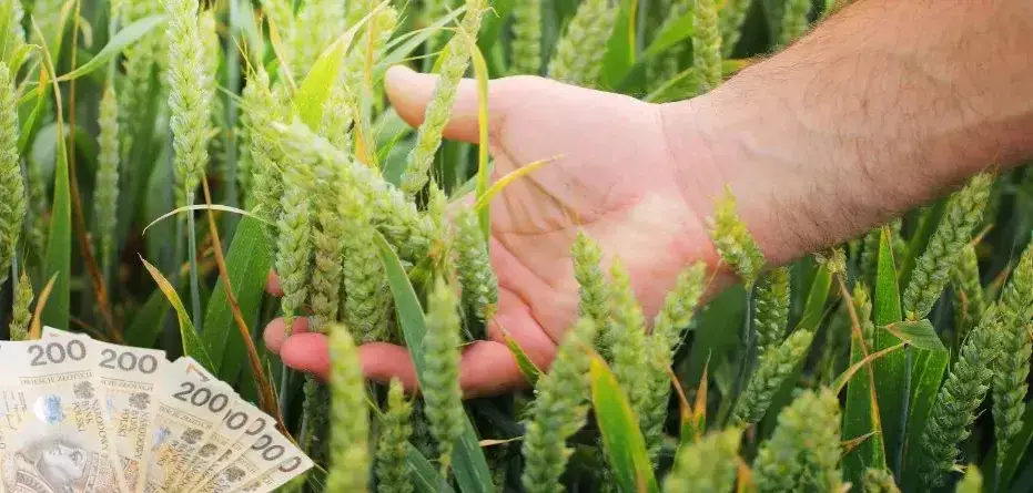 Ile kosztuje ubezpieczenie 1 ha zboża? Sprawdź maksymalne stawki