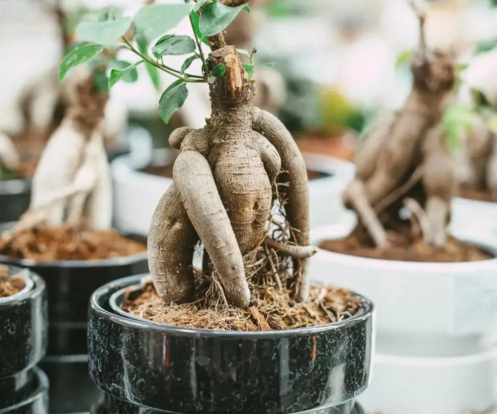 Jak przycinać ficus bonsai, aby uniknąć błędów i cieszyć się zdrowiem rośliny