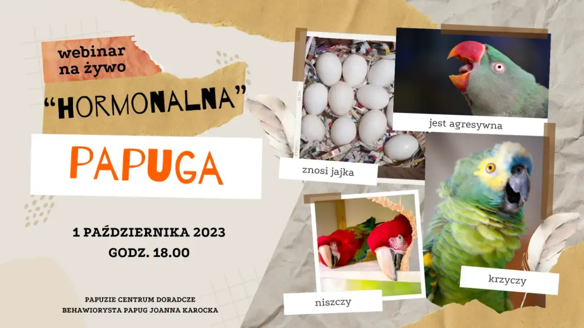 Plakat z papugami, jajkami i tekstem "PAPUGA".