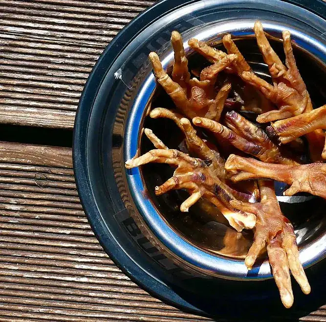 Czy pies może jeść kurze łapki? Sprawdź zagrożenia i korzyści